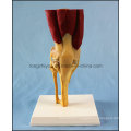 Desk Type Model Human Knee Joint Model with Muscles and Ligaments